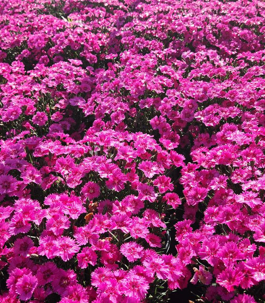 DIANTHUS `PAINT THE TOWN FANCY`