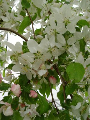 MALUS X `RED JADE`