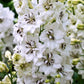 DELPHINIUM NEW ZEALAND `BLACK EYED ANGELS`