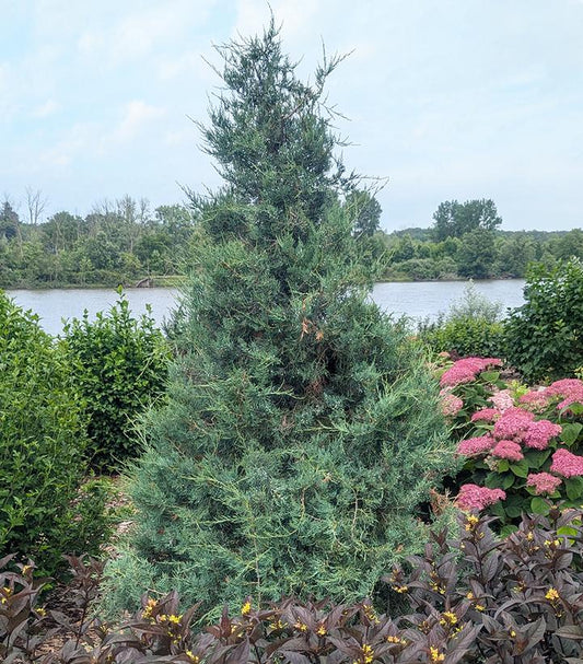 JUNIPERUS VIRGINIANA `AQUAVITA`