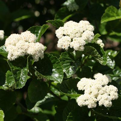 VIBURNUM BRACT. `ALL THAT GLOWS`