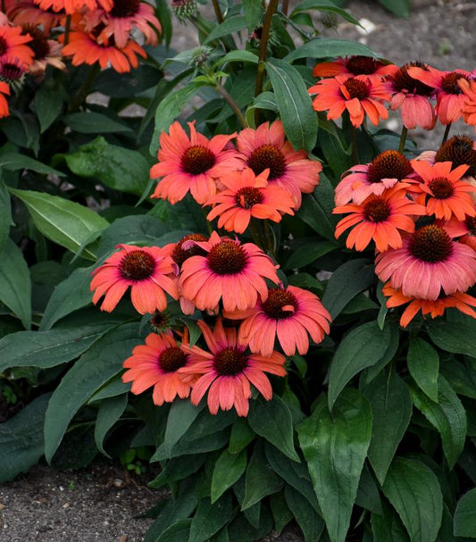 ECHINACEA EYE-CATCHER `TANAGER`