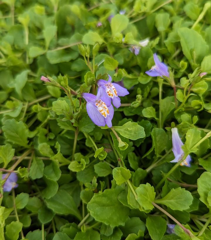 MAZUS REPTANS - 3`` POT