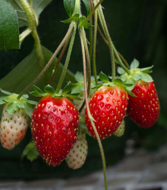 STRAWBERRY `ROSY BELLE` - 6`` POT