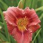 HEMEROCALLIS `ROSY RETURNS`