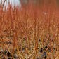 SALIX X `FLAME`