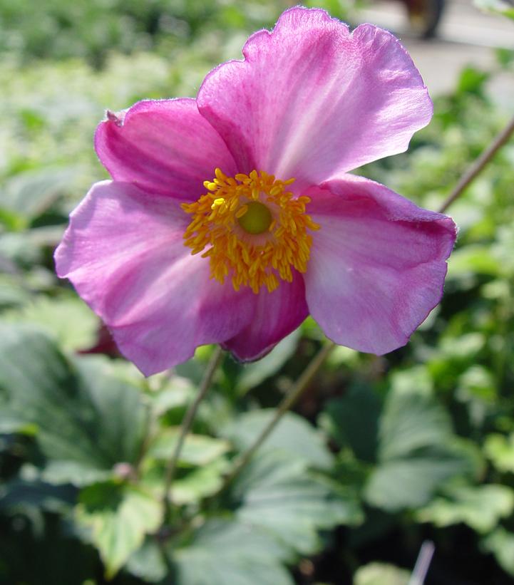 ANEMONE X `SEPTEMBER CHARM`