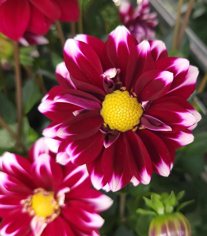 DAHLIA DALAYA `PURPLE + WHITE`