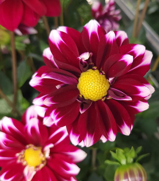 DAHLIA DALAYA `PURPLE + WHITE`