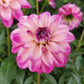 DAHLIA DALAYA `PINK + WHITE`
