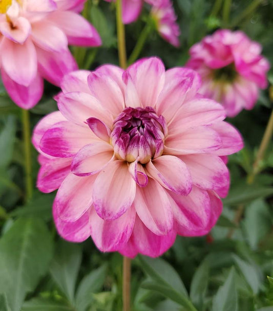 DAHLIA DALAYA `PINK + WHITE`
