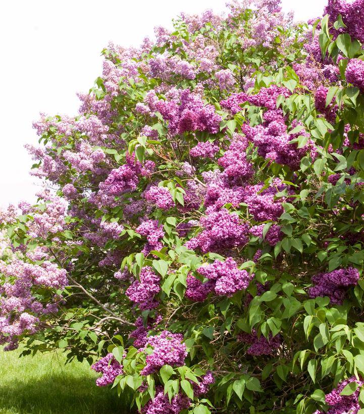 SYRINGA VULGARIS `MONGE`