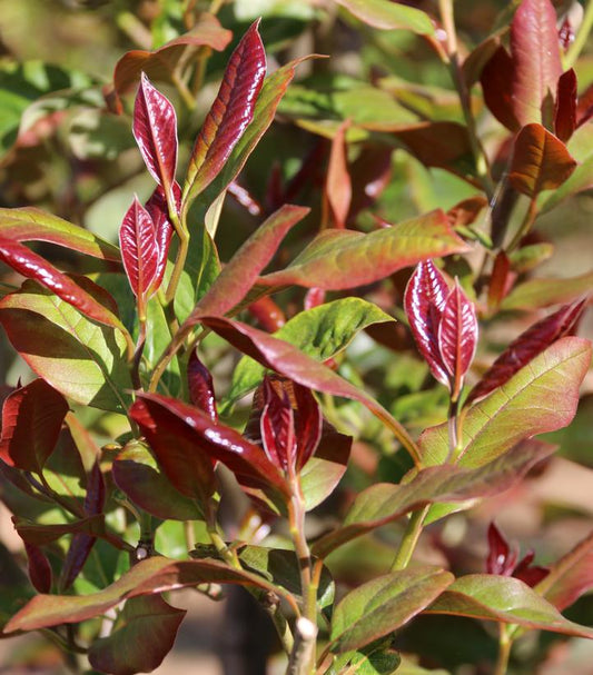 NYSSA SYLVATICA `WILDFIRE`