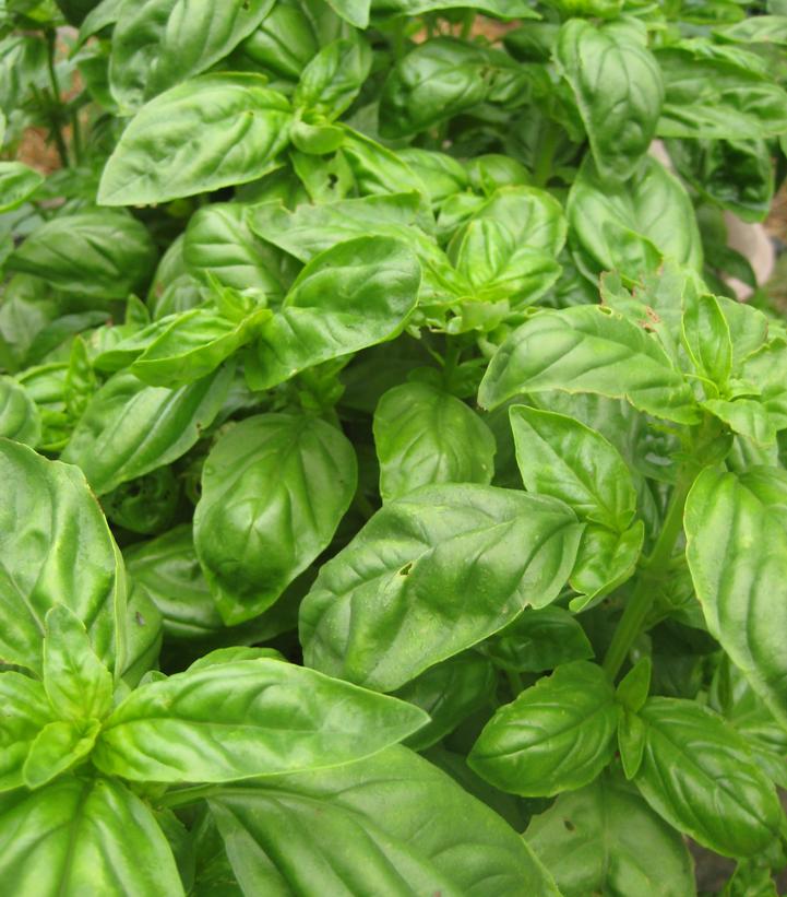 OCIMUM BASILICUM `EVERLEAF GENOVESE` - BASIL