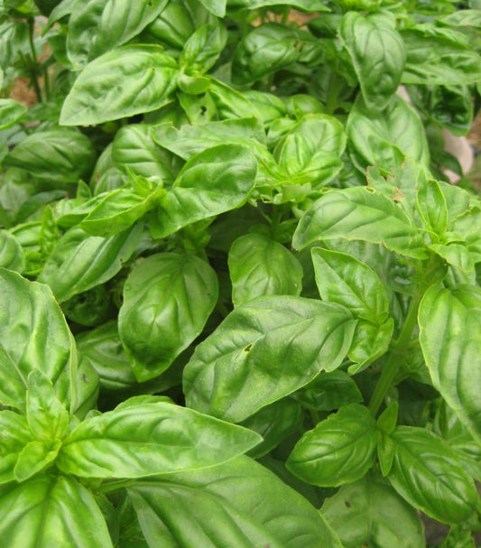 OCIMUM BASILICUM `EVERLEAF GENOVESE` - BASIL