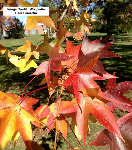 LIQUIDAMBAR STYRACIFLUA