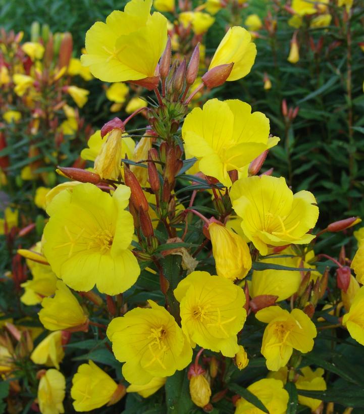 OENOTHERA FRUTICOSA `FIREWORKS`