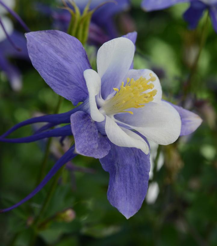 AQUILEGIA EARLYBIRD `BLUE WHITE`