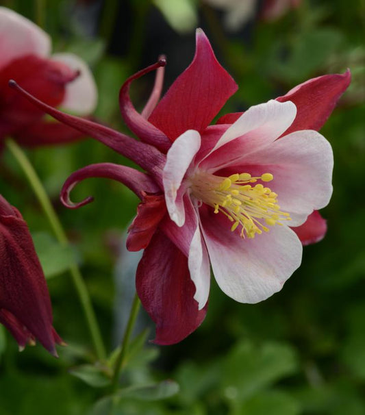 AQUILEGIA EARLYBIRD `RED WHITE`