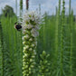LIATRIS SPICATA `FLORISTAN WHITE`-Dense Blazing Star; Gayfeather