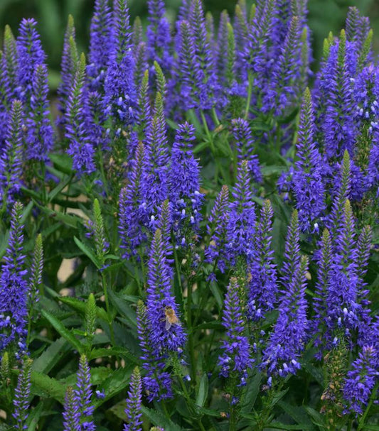 VERONICA `ROYAL REMBRANDT`