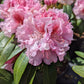 RHODODENDRON `HOLDEN`S PINK FLARE`