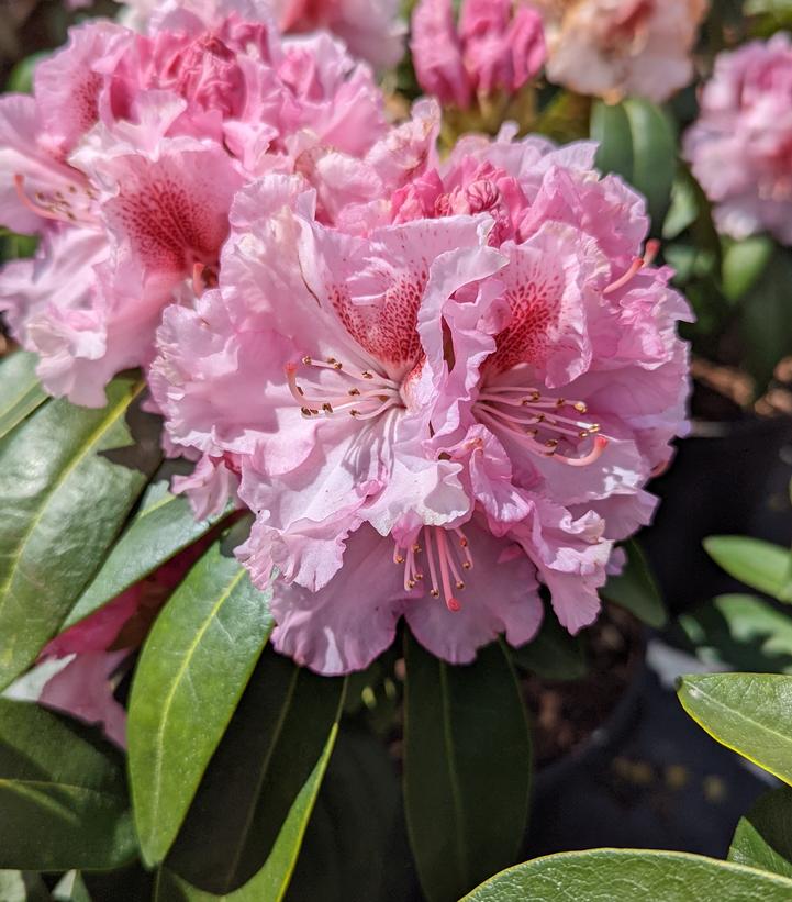 RHODODENDRON `HOLDEN`S PINK FLARE`