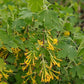 RIBES ODORATUM `SUNNY BOUQUET`