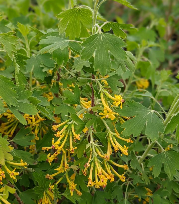 RIBES ODORATUM `SUNNY BOUQUET`