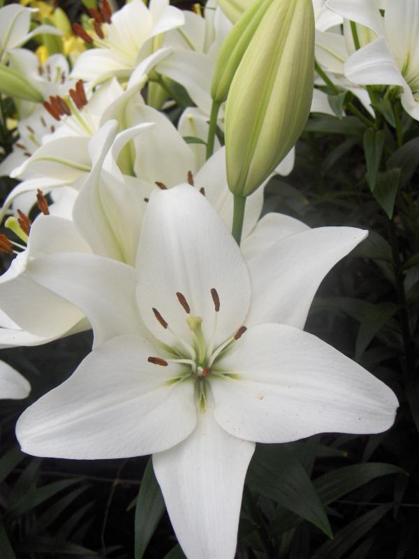 LILIUM FANTASIATIC `WHITE`