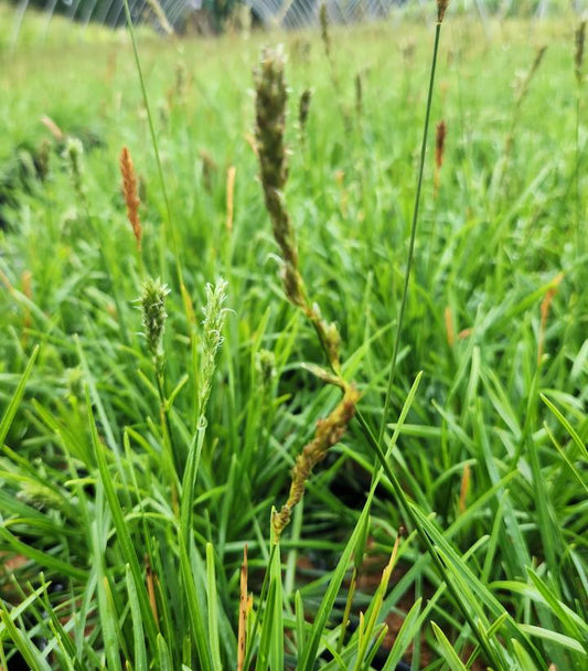 SESLERIA X `GREENLEE HYBRID`