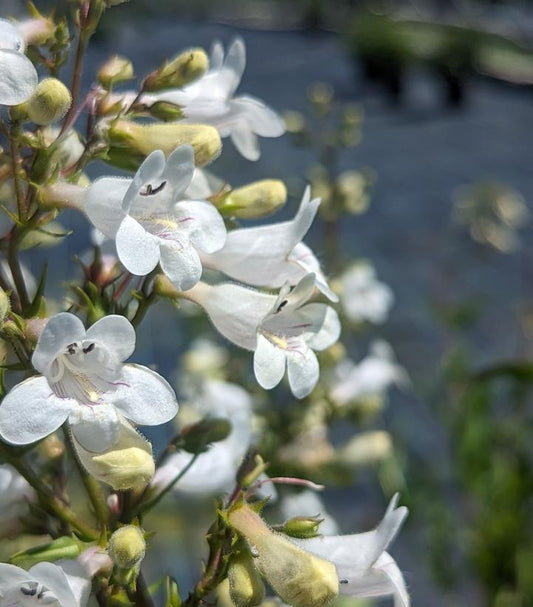 PENSTEMON DIGITALIS
