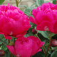 PAEONIA LACTIFLORA `KANSAS`