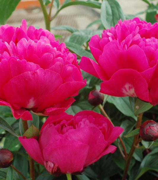 PAEONIA LACTIFLORA `KANSAS`