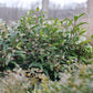 SARCOCOCCA HOOKERIANA `SWEET & LO`