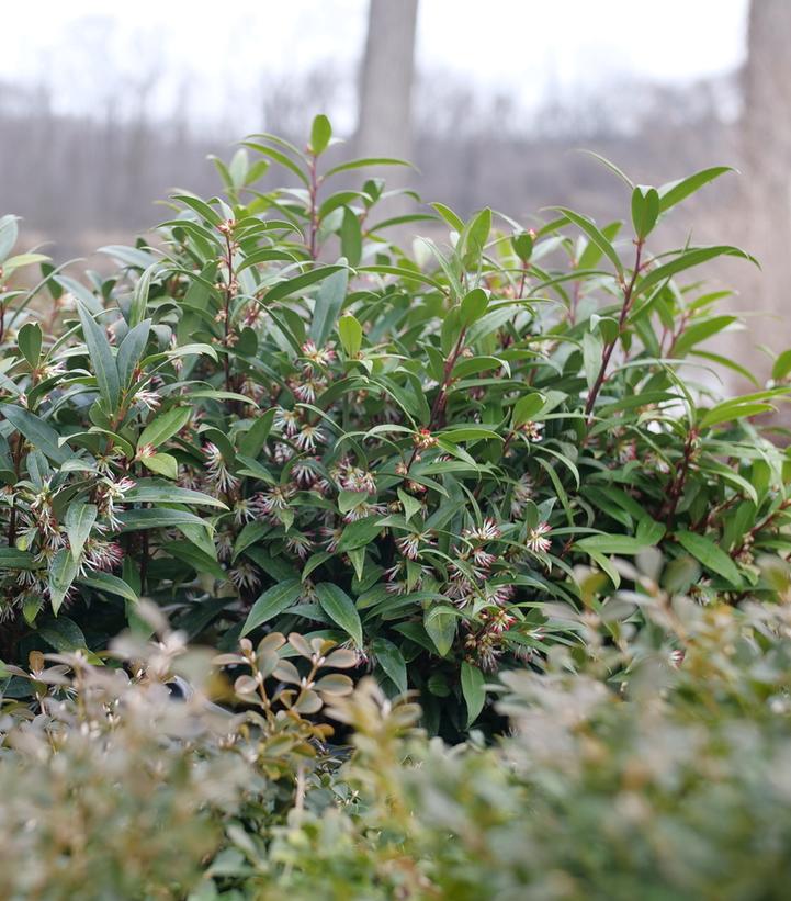 SARCOCOCCA HOOKERIANA `SWEET & LO`