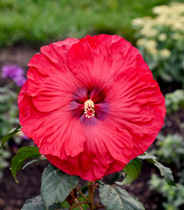 HIBISCUS SUMMERIFIC `VALENTINE`S CRUSH`