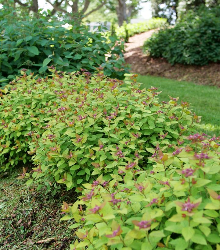 SPIRAEA JAPONICA DOUBLE PLAY `DOLLY`