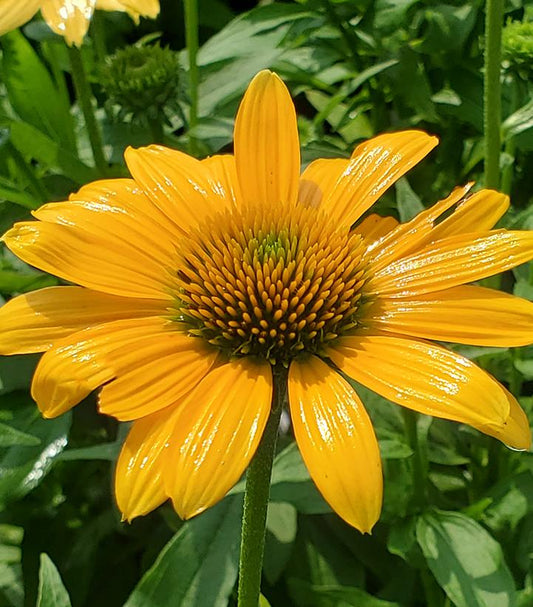 ECHINACEA SUNMAGIC `VINTAGE MANGO`