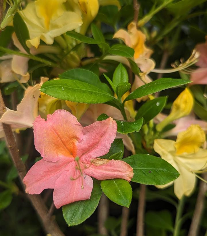 AZALEA `GARDEN RAINBOW`