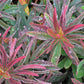 EUPHORBIA POLYCHROMA `BONFIRE`