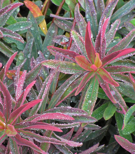 EUPHORBIA POLYCHROMA `BONFIRE`