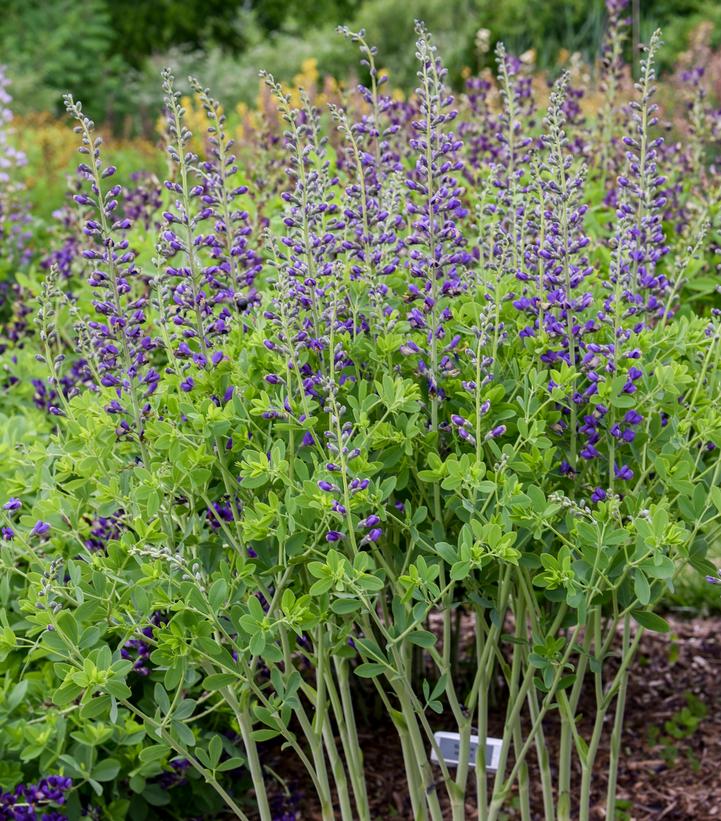 BAPTISIA DECADENCE `PERIWINKLE POPSICLE`