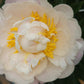 PAEONIA LACTIFLORA `GARDENIA` (WHITE)