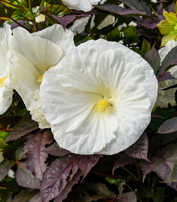 HIBISCUS SUMMERIFIC `COOKIES & CREAM`