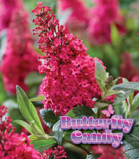 BUDDLEIA DAVIDII BUTTERFLY CANDY `LIL RASPBERRY`