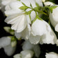 PHILADELPHUS X `SNOWBELLE`