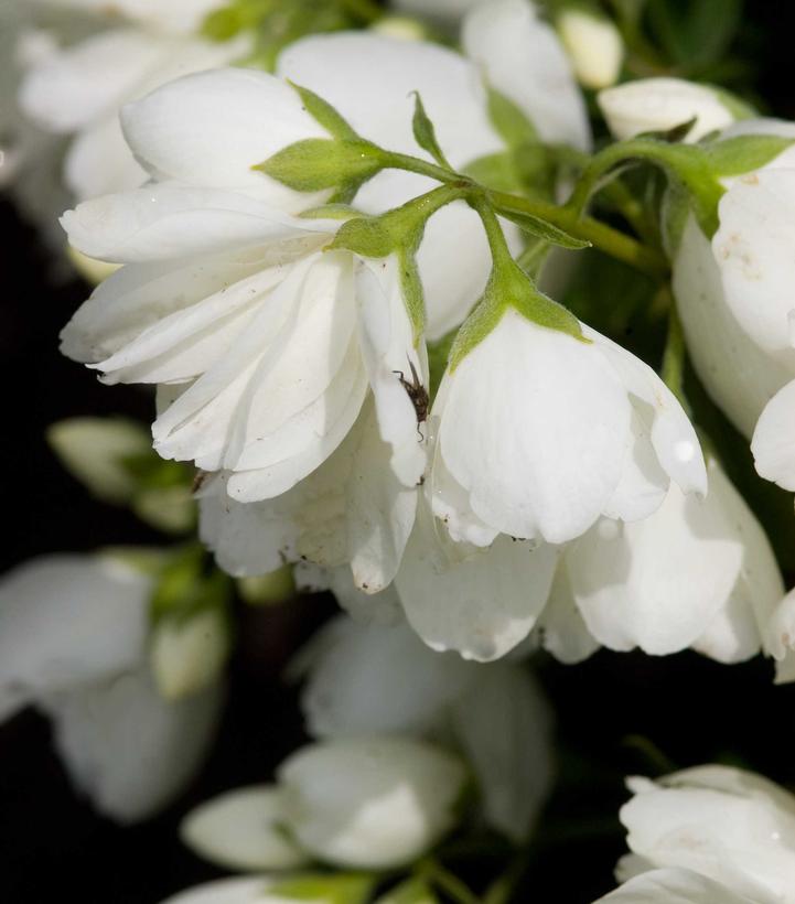 PHILADELPHUS X `SNOWBELLE`