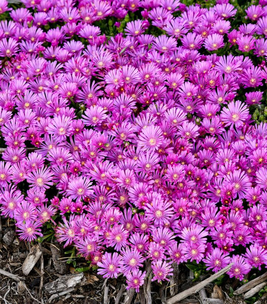 DELOSPERMA KALEIDOSCOPE™ `ORCHID FLASH`