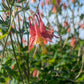 AQUILEGIA CANADENSIS `LITTLE LANTERNS`